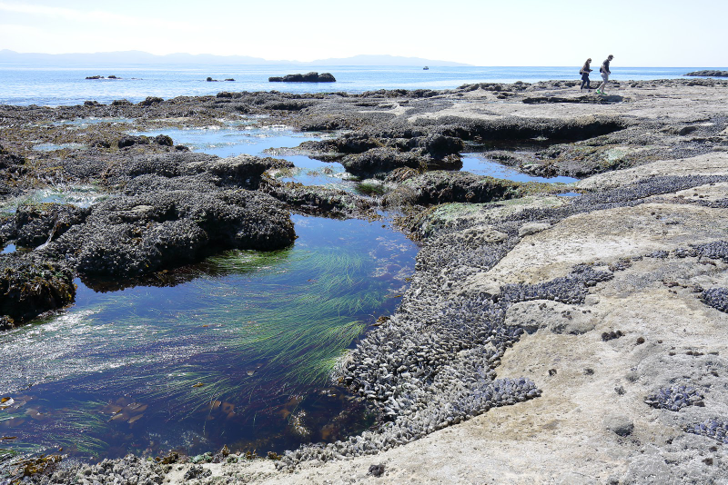 Illustration for article titled Pics from the (Ocean Floor): 2018-05-05 at Botanical Beach